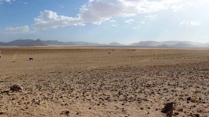  Wild Horses of Garub - myth meets reality 