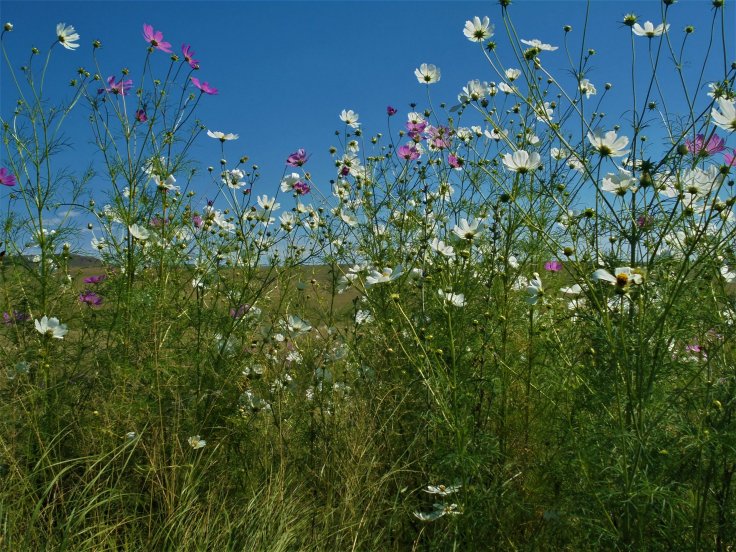   “If only tonight we could sleep in a bed made of flowers” - Robert Smith  