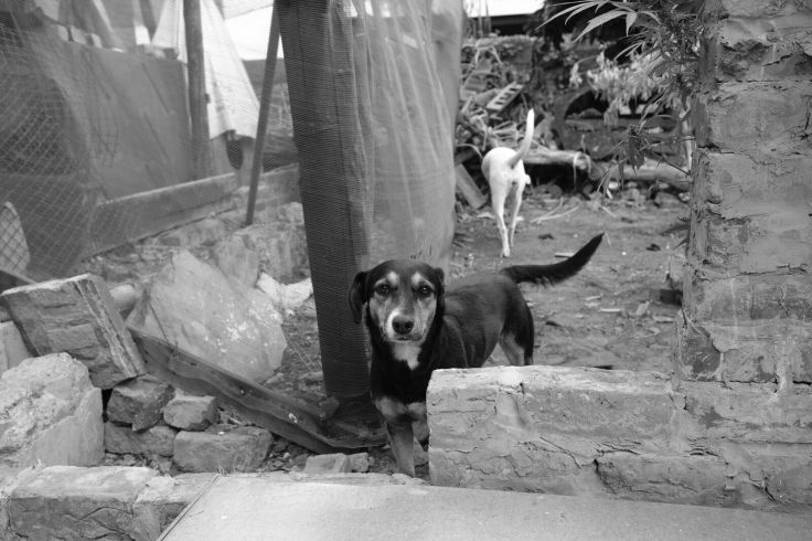   All ages and animals welcome…  